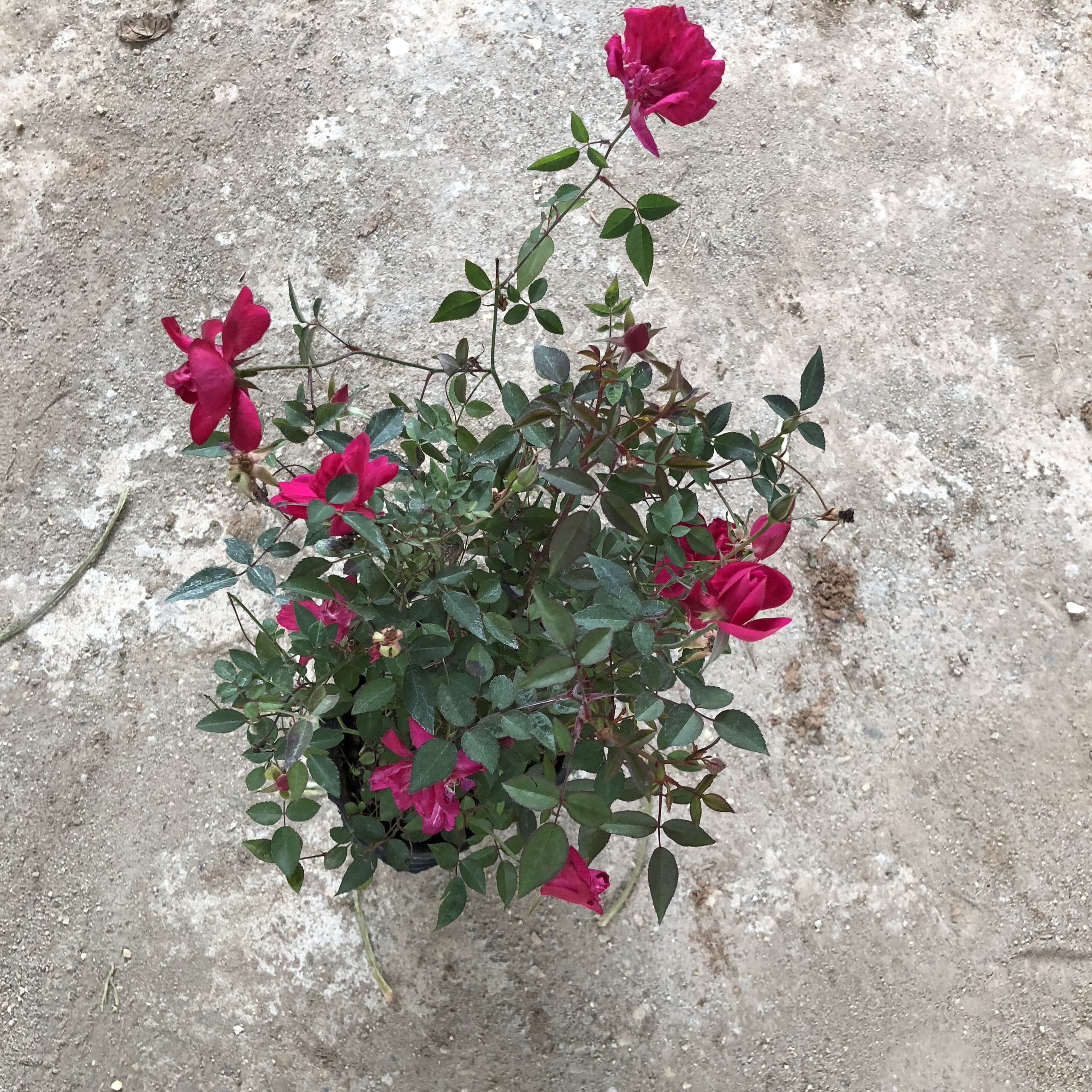 Cây hoa hồng quế, chiều cao cây 25-30cm hoa cực thơm dễ chăm sóc không sâu bệnh, thích hợp trang trí sân vườn cảnh quan