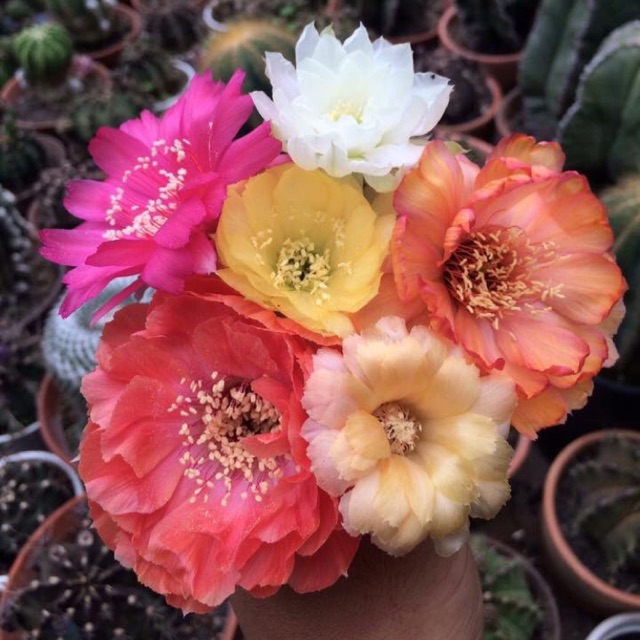 Xương rồng lobi chùm(có con xung qanh) size trưởng thành mùa hoa - trồng full nắng nhanh hoa