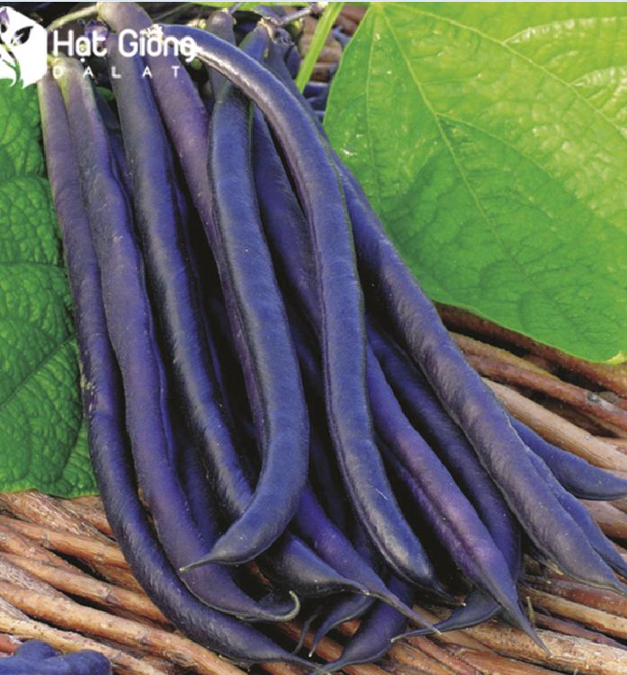 Hạt Giống đậu cove tím dể trồng f1-gói 10 gram