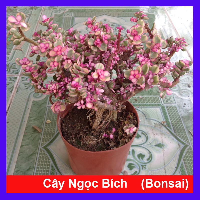Cây Ngọc Bích - Cây cảnh bonsai để bàn - cây cảnh mini - caykiengsadec