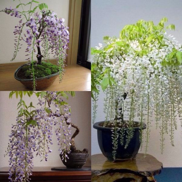 cây giống hoa tử đằng thân gỗ siêu đẹp, siêu hoa, cam kết giống chuẩn