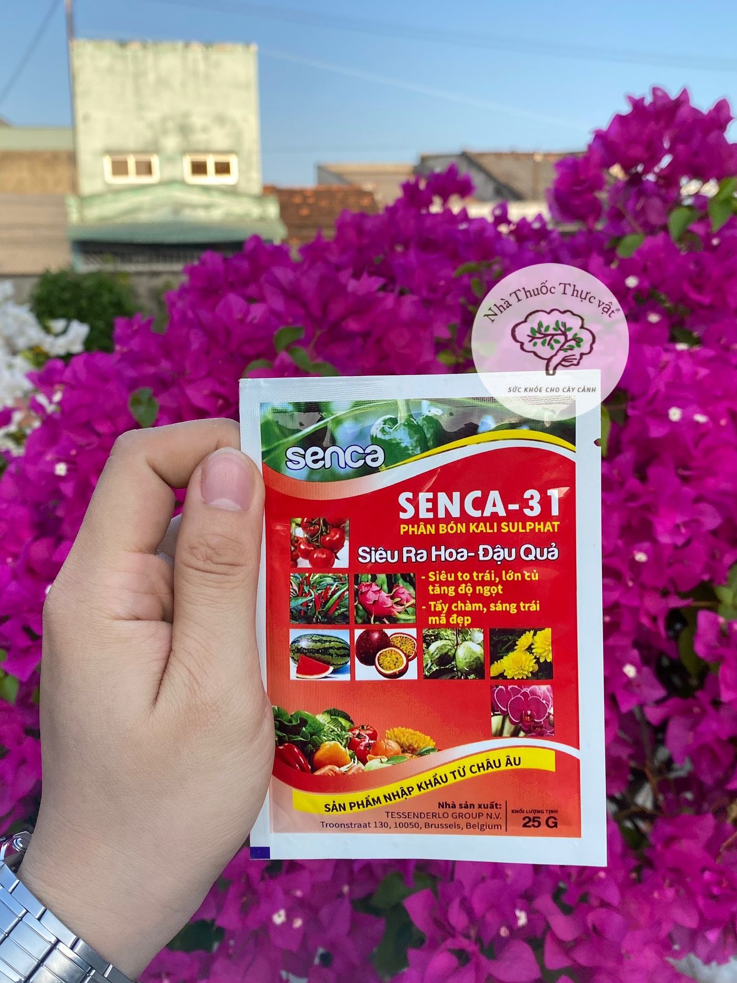 Senca 31 phân bón kali sulphat siêu ra hoa, đậu quả gói 25gr