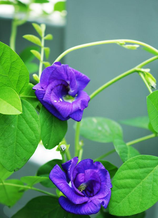 HẠT GIỐNG HOA ĐẬU BIẾC KÉP THAILAN  - GÓI 50 HẠT .