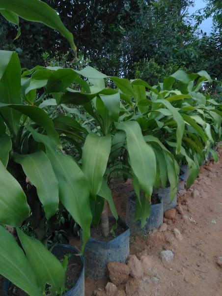 Thiết mộc lan - phát tài khúc