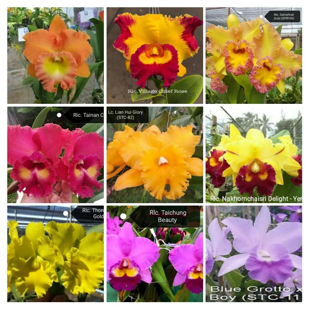 Combo 6 cây Lan Cattleya Bông To - Cây Giống nhập Thái Xổ