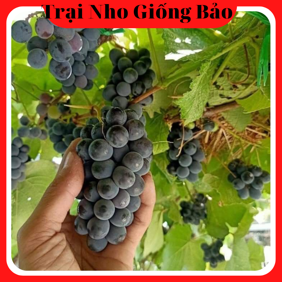 Cây Nho Giống Đen [ ALĐen ] Kháng Bệnh Tốt Không Cần Phân Thuốc Dành Cho A/C Đam Mê Mà Không Có Thời Gian Chăm sóc
