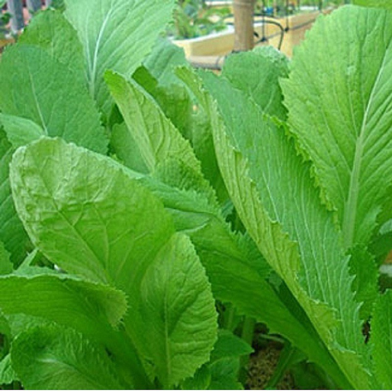 Hạt giống cải bẹ xanh mỡ cao sản nảy mầm khỏe năng suất cao PSV53 | Phởms Market