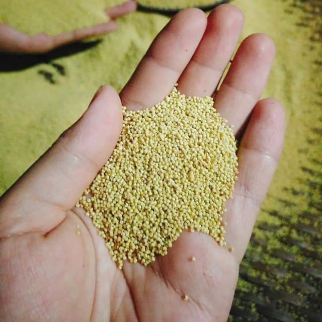 1kg hạt kê nếp thuần chủng hạt nhỏ liti