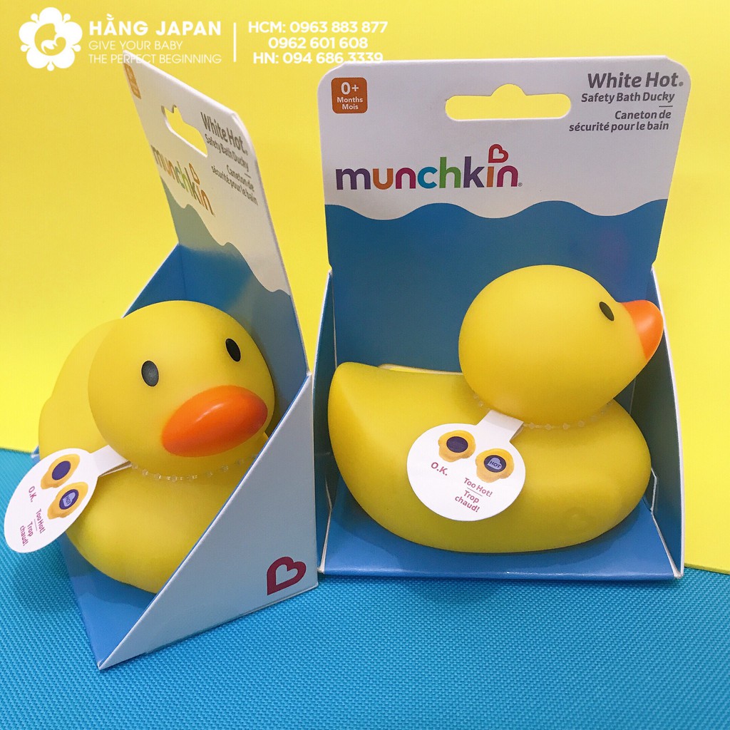 Vịt vàng báo nóng munchkin - mỹ