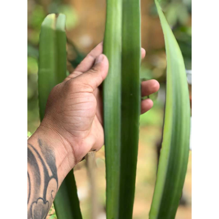 Lan kiếm [FREESHIP] Lan Kiếm Tiên Vũ Thân Thủ - Xổ Số Rừng Huế Lá 5cm