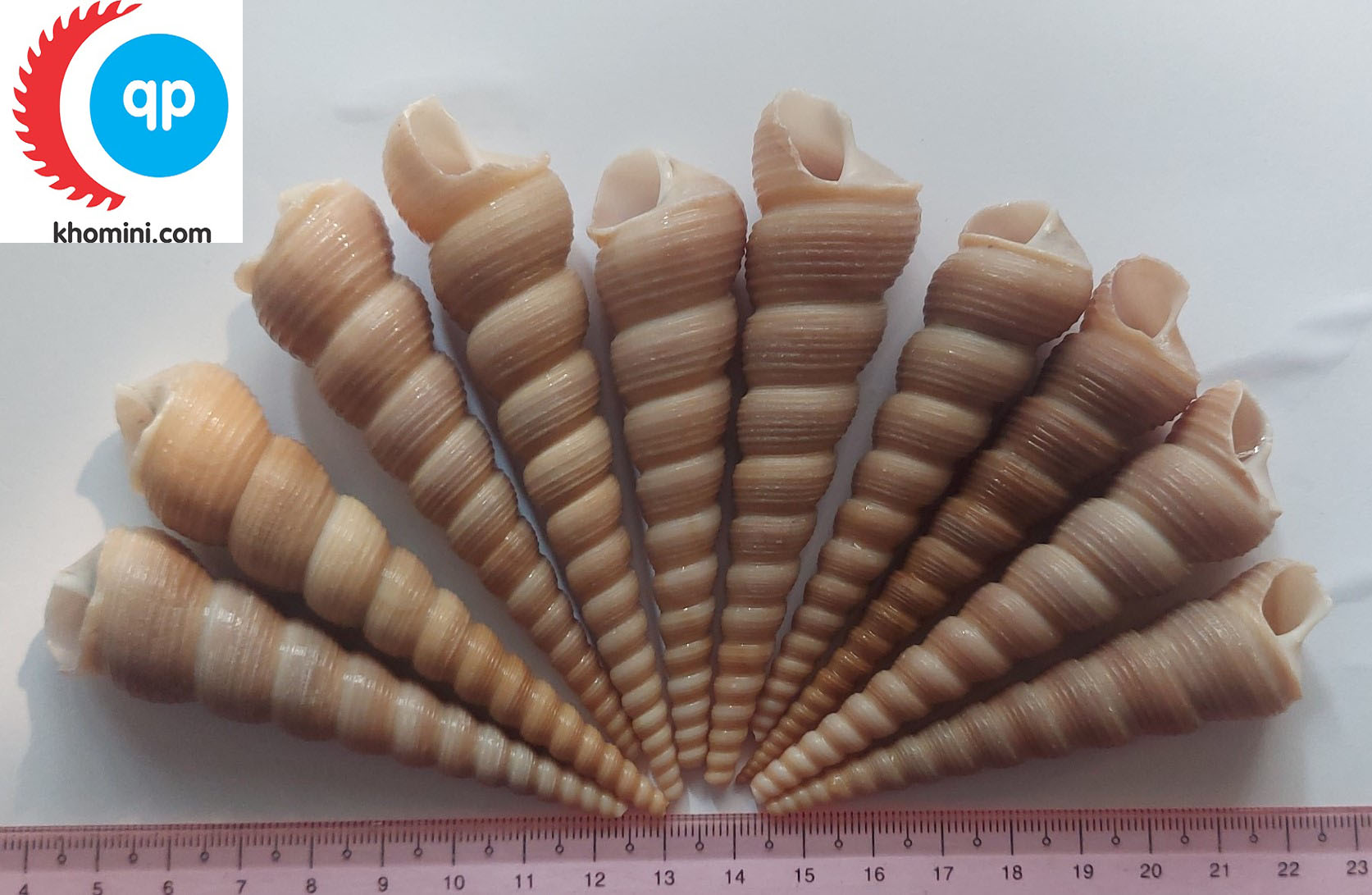 10 cái vỏ ốc xoắn - vỏ ốc biển tự nhiên - trang trí hồ cá - mỹ nghệ
