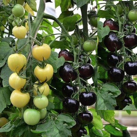 Hạt giống cà chua cherry đen lai f1 sai trái