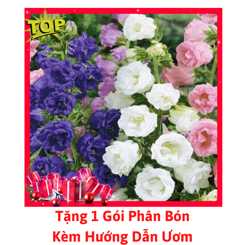 [Lấy mã giảm thêm 30%] Gói Hạt Giống Hoa Chuông