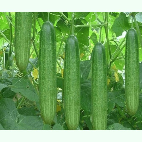 Hạt giống dưa leo - gói 25 hạt