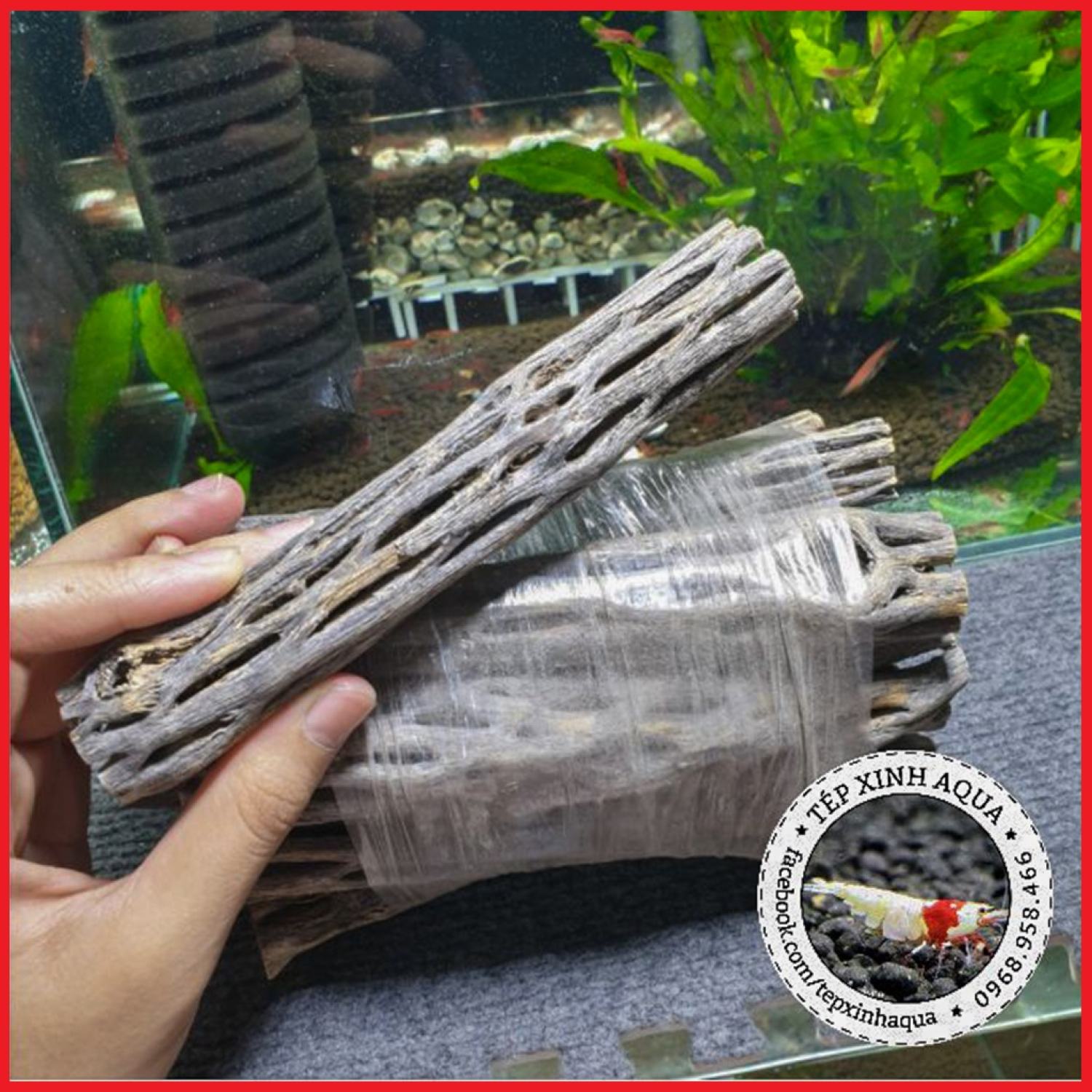 Lũa Cholla cho tép cảnh - Lũa xương rồng Cholla Cactus - Tép Xinh Aqua
