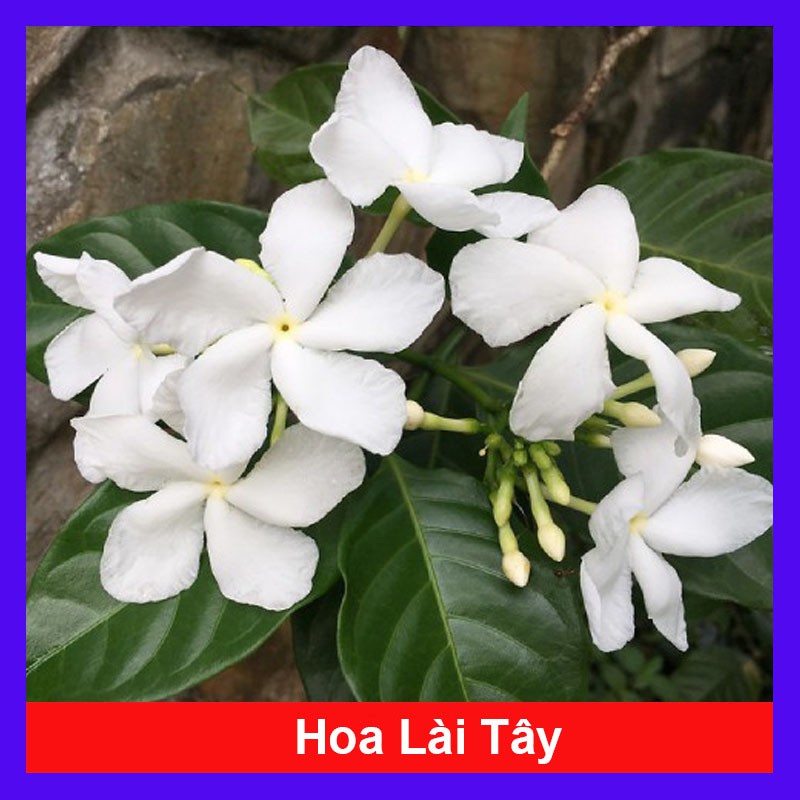 Cây hoa lài tây - Cây cảnh sân vườn - cây cảnh trong nhà + Tặng phân bón cho cây - caykiengsadec