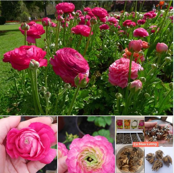 Củ giống hoa hồng mao lương màu hồng