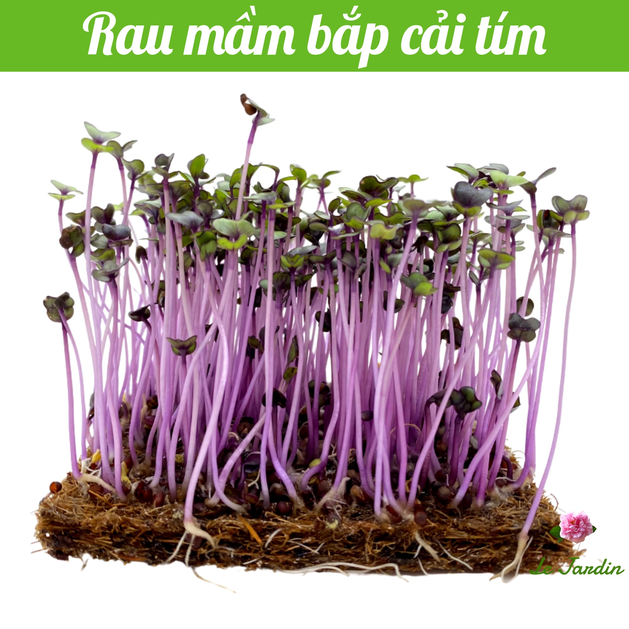 Hạt giống rau mầm bắp cải tím gói 10g - dễ trồng
