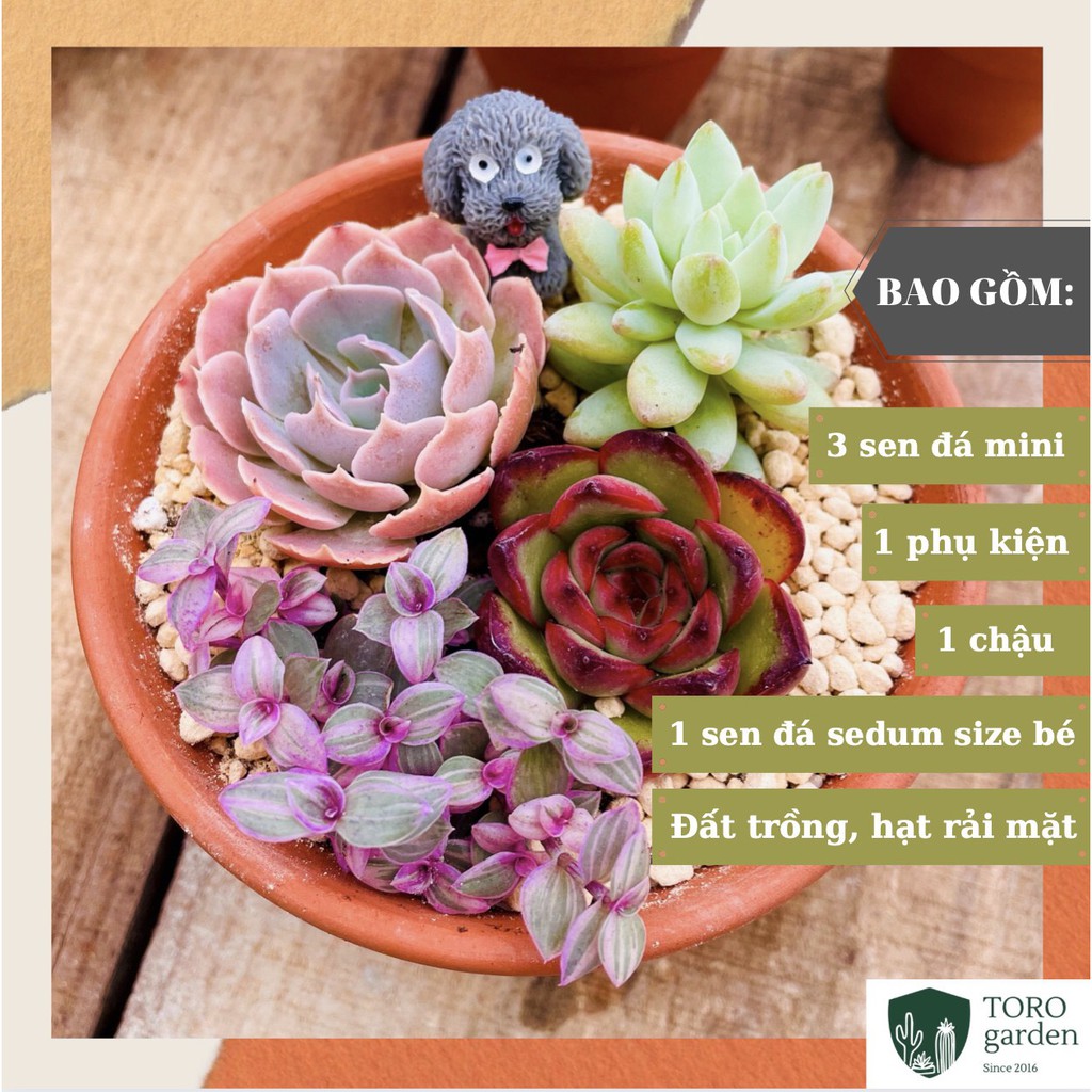 Set tiểu cảnh sen đá đà lạt random khỏe đẹp, thách thức mọi khí hậu hư 1 đổi 1