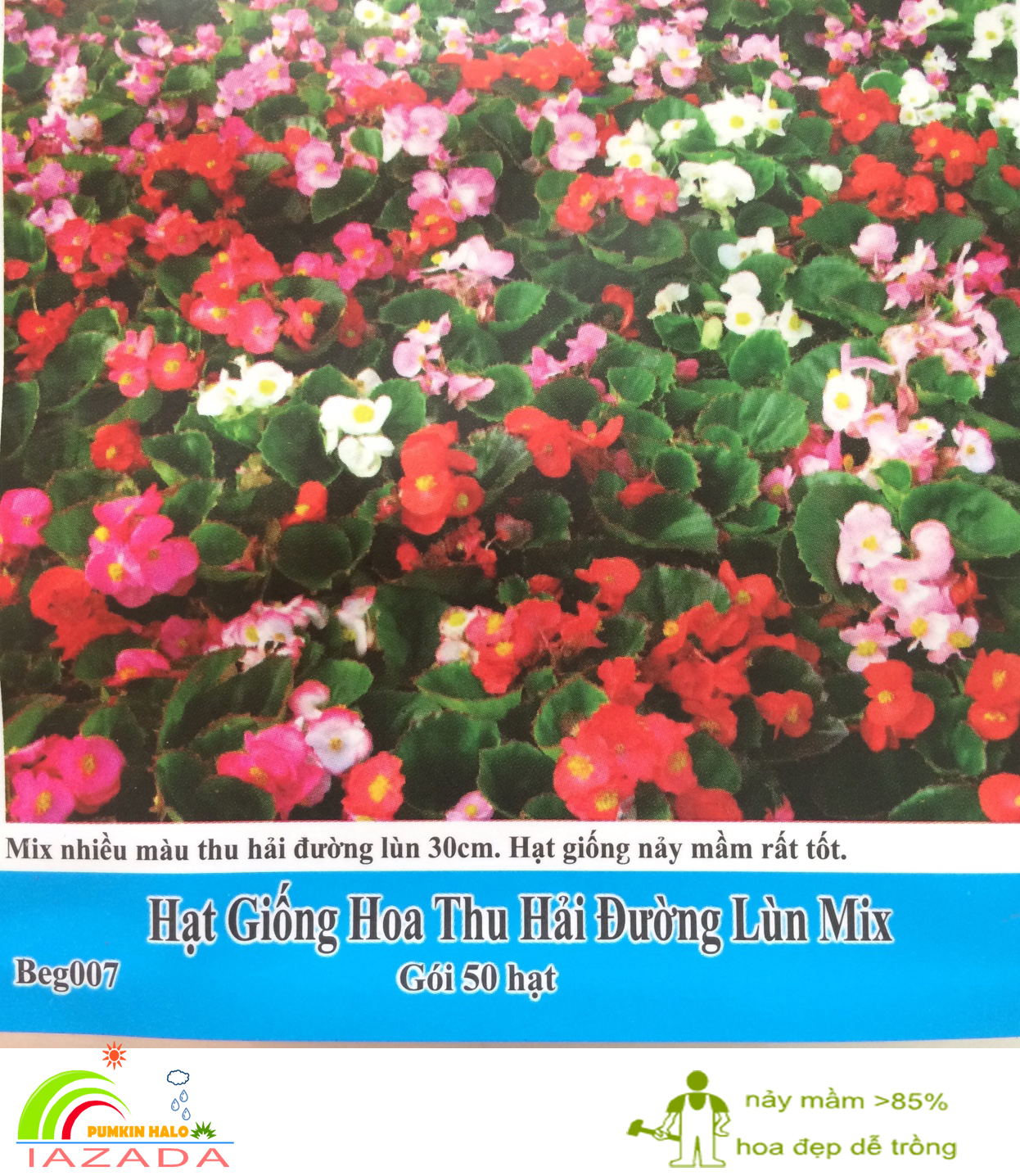 [HCM]Gói 50 hạt -hạt giống Thu Hải Đường Lùn Mix 30cm-tỉ lệ nảy mầm 85%