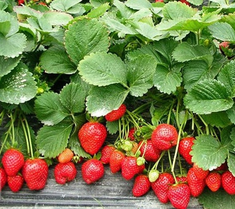 100 Hạt giống dâu tây đỏ F1 tặng kèm kích mầm