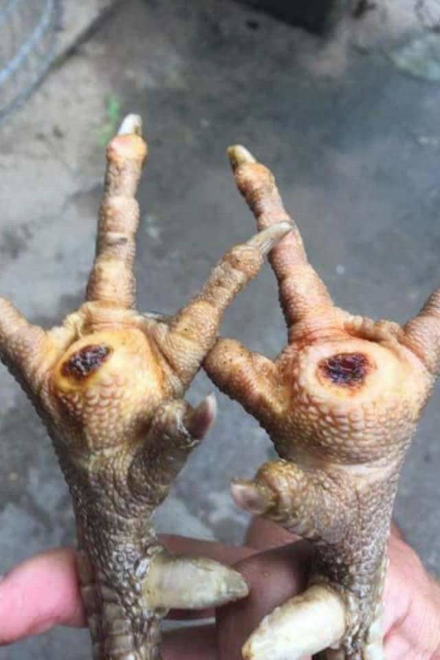 miếng dán ké chậu cho gà