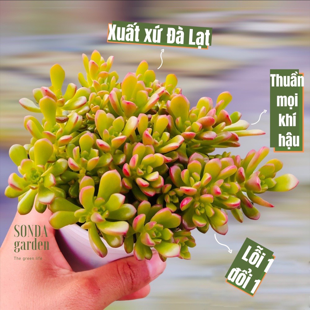SEN ĐÁ SEDUM CAM SIZE TRUNG BÌNH SIÊU ĐẸP LỖI 1 ĐỔI 1