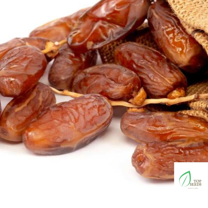 Chà Là Nguyên Cành Ba Con Lạc Đà Deglet Nour  Israel Hộp 500gr