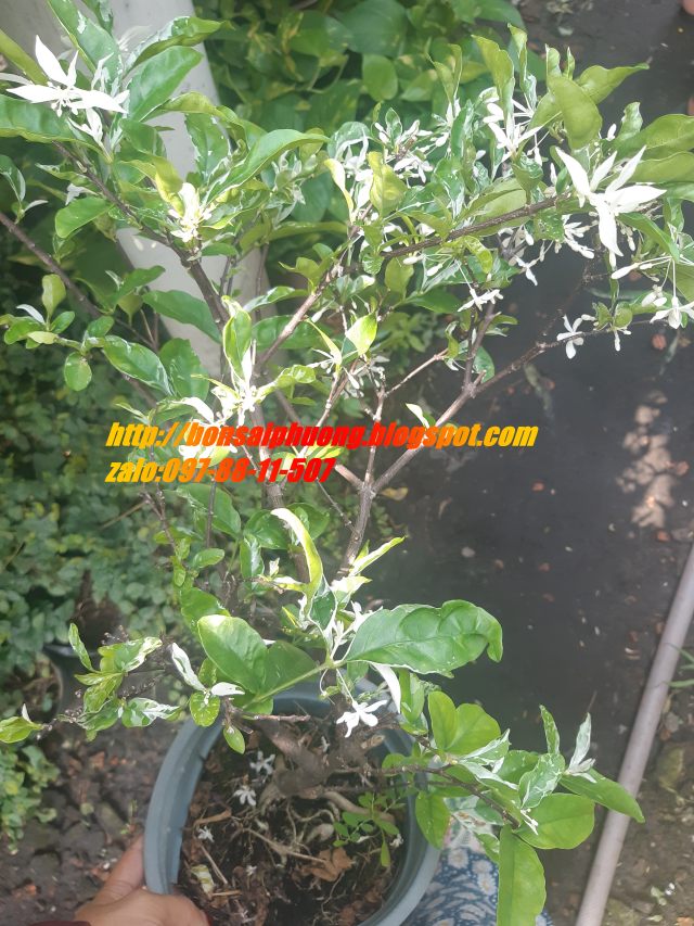 mai chiếu thủy đột biến(cẩm thạch)