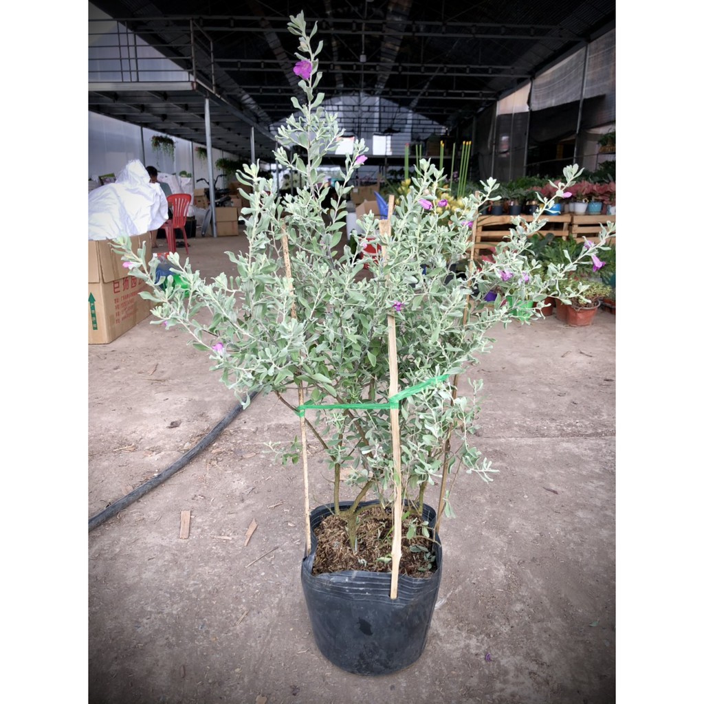Cây tuyết sơn phi hồ cao 60cm . cực chất