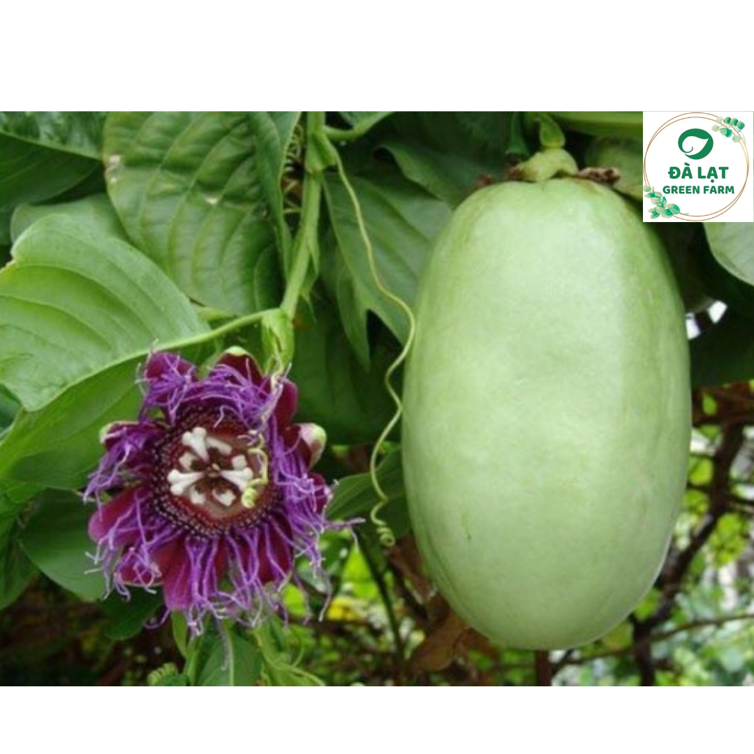 🥒5h_hạt giống dưa gang tây🥒