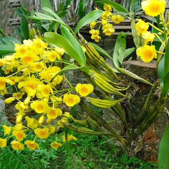 Cây giống hoa lan Hoàng Lạp - Cây hoa lan khỏe đẹp dễ trồng và chăm sóc