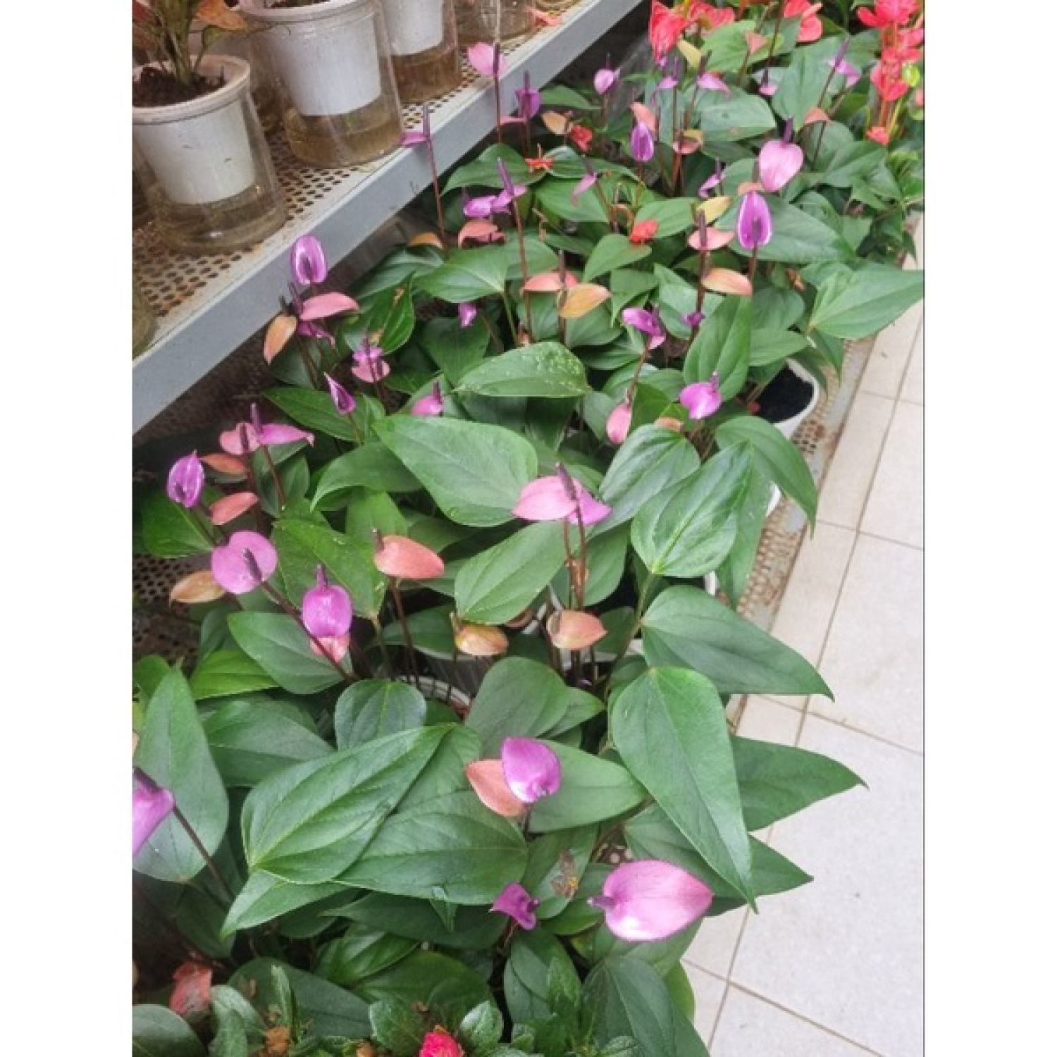 Chậu cây hồng môn tím