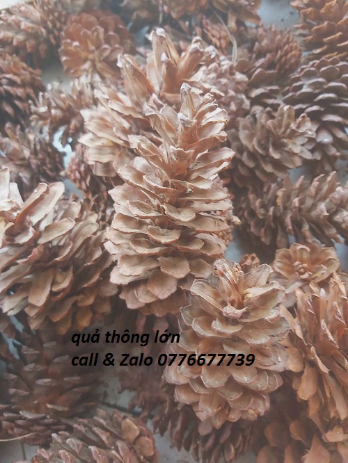 Trái thông khô trang trí Đà Lạt, phân loại 1kg trái thông loại Lớn