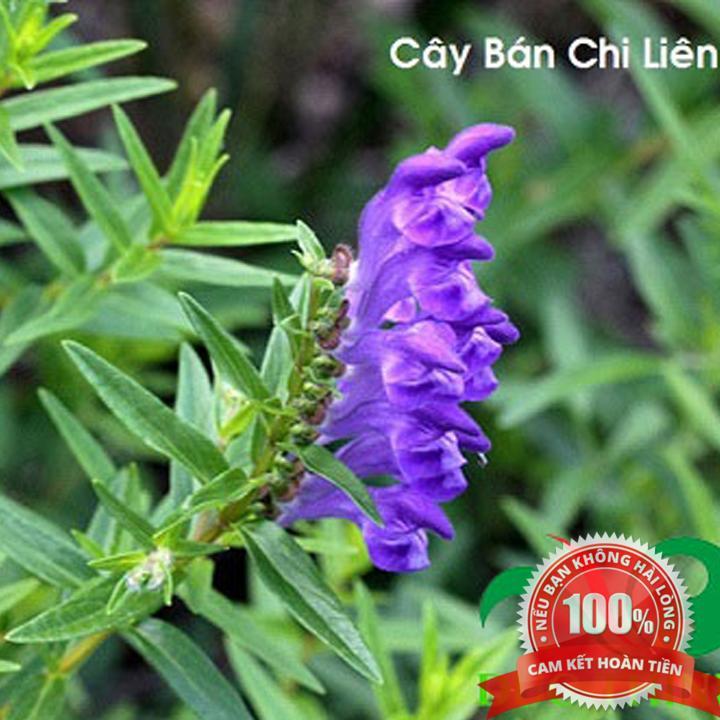 500g Cây bán chi liên khô