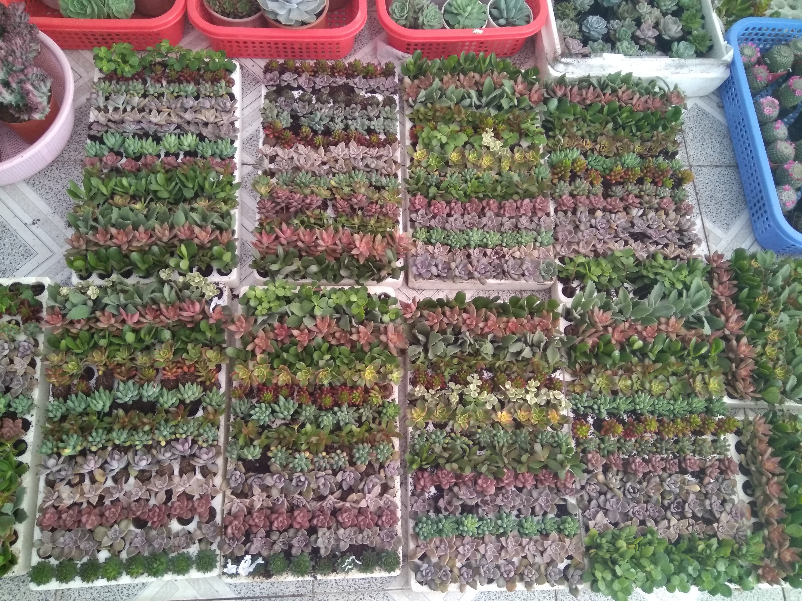Combo 1 vỉ 100 cây sen đá -size vỉ