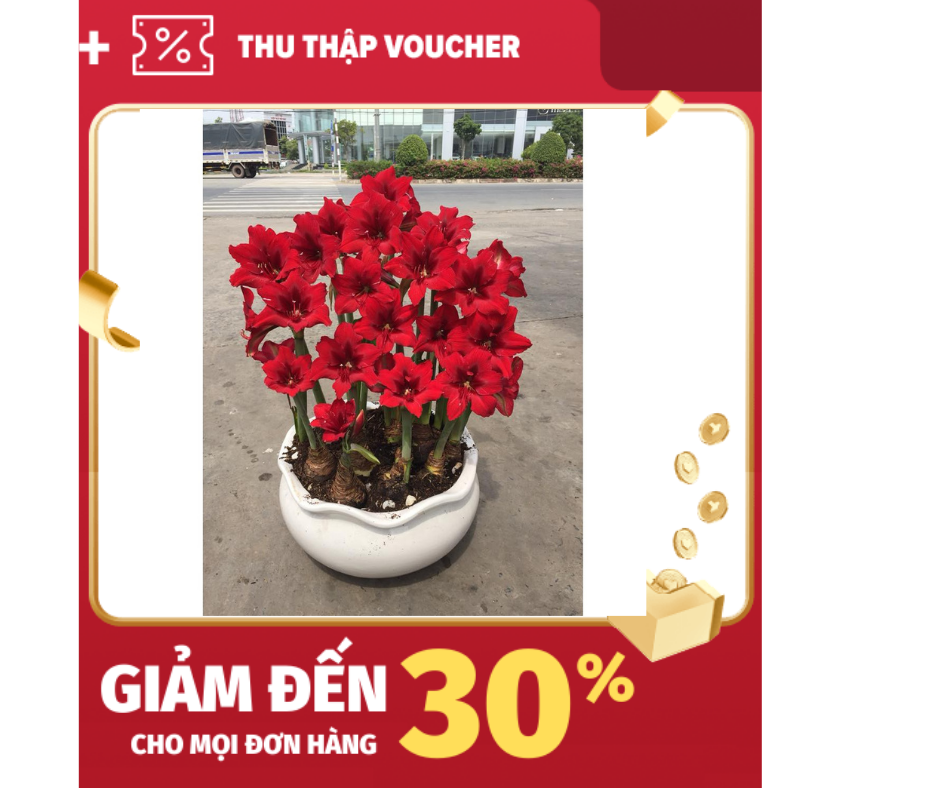 [HCM]Củ hoa Huệ tây khỏe thuần khí hậu (khi mua 10củ tặng 1củ)