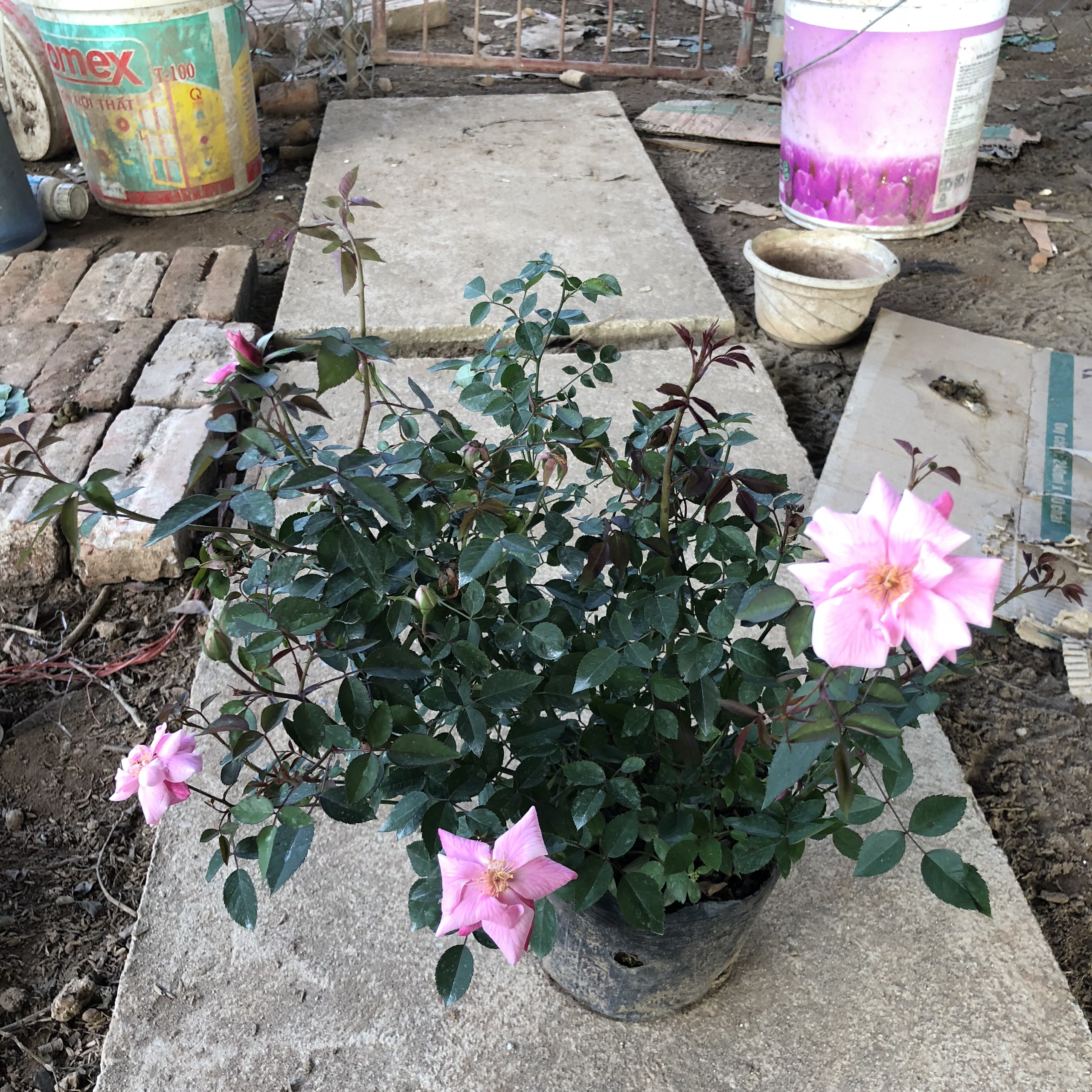 Cây HOA HỒNG QUẾ cao 15-20cm, Nhiều nhánh sum suê cây có hoa nở đẹp thơm nhẹ dễ trồng và chăm sóc, dùng trang trí