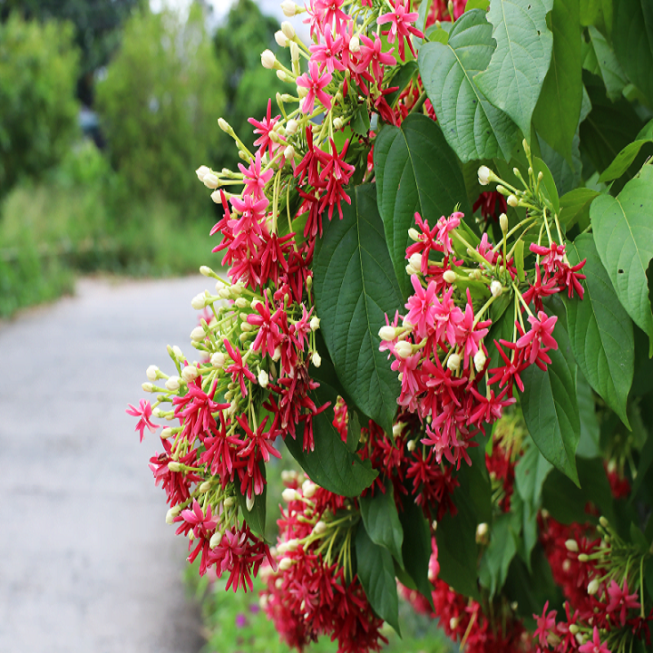Cây hoa sử quân tử cao 1m đang ra hoa