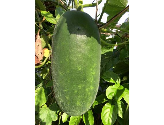5 Hạt Giống Bí Xanh Khổng Lồ tặng kèm kích mầm