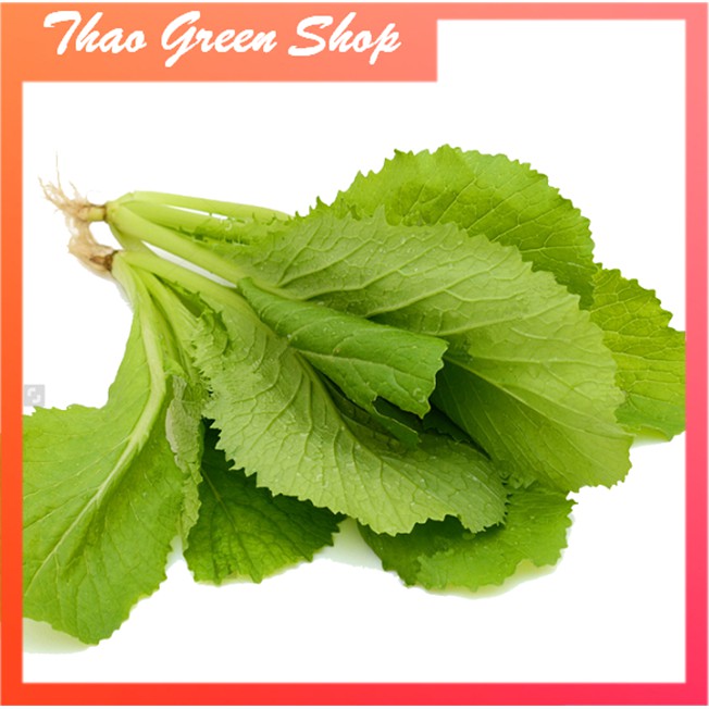 20g hạt giống cải mơ hoàng mai cao sản