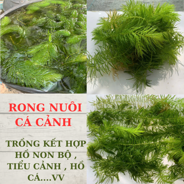 Rong đuôi chồn, Rong thả bể thủy sinh dễ sống, siêu đẹp. 1 túi lớn.