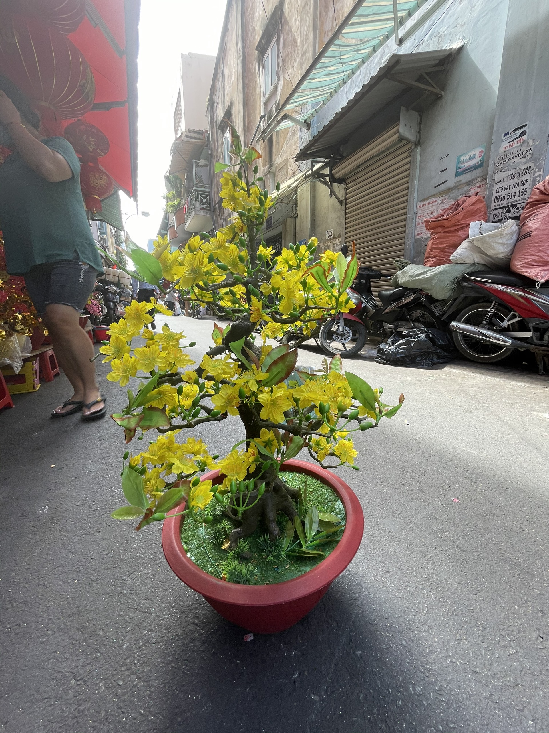 Chậu Hoa Mai Bonsai Trang Trí Tết Cao 80CM,Tặng Bao Lì Xì