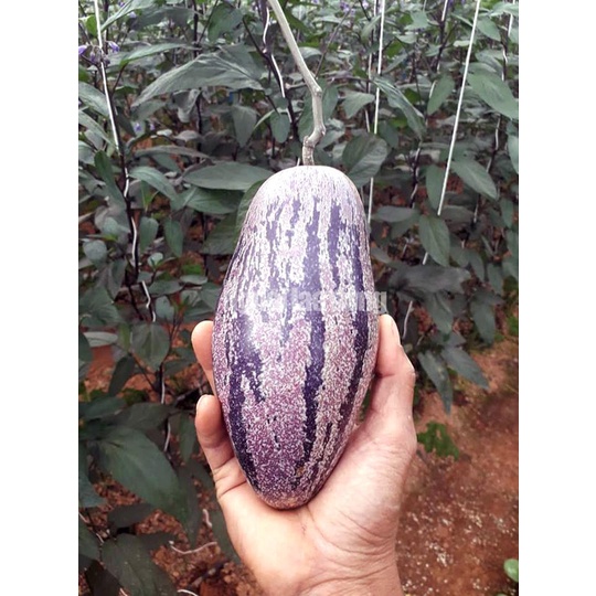 Dưa hấu nam mỹ Pepino tím - chậu cây sẵn hoa và quả