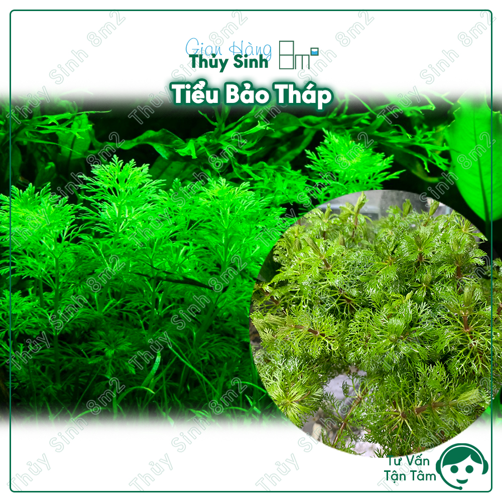 Tiểu bảo tháp, rong la hán, cây thủy sinh không co2, hậu cảnh, cắt cắm | 8m2