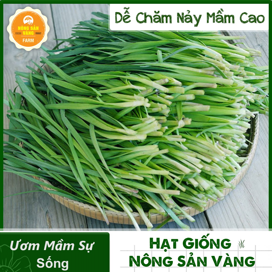 Hạt giống Rau Hẹ Ta,  Sinh Trưởng Tốt, Tăng Hương Vị Cho Món Ăn (Gói 1 Gram) - Nông Sản Vàng