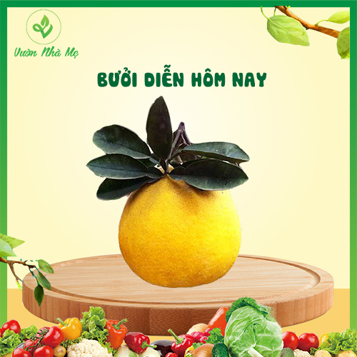 Bưởi diễn tươi ngon Vườn Nhà Mẹ - 1 quả bưởi ngọt thơm, giàu vitamin - Hoa quả tươi, sạch, chuẩn VietGap