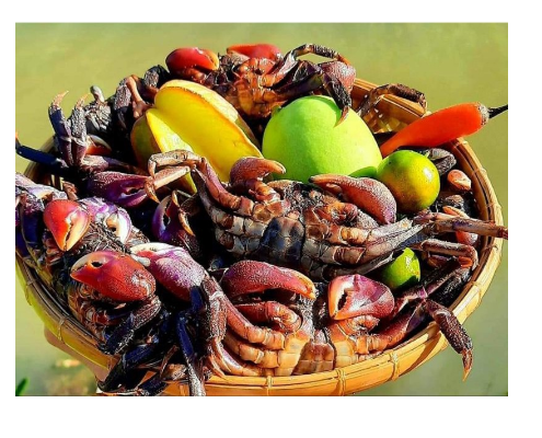 500gram BA KHÍA MUỐI CÀ MAU Size Trung ( chưa trộn nhé về trộn tùy thích nha) TRỌNG LƯỢNG : Nữa ký ( không tính nước )
