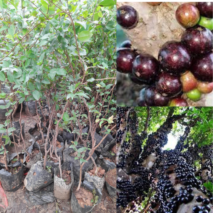 Giống Nho Thân Gỗ-Cây Ăn Trái+Tặng kèm phân bón