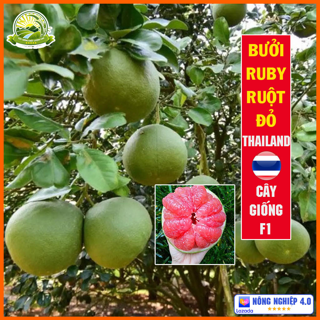 Cây bưởi Ruby ruột đỏ giống Thái Lan tép giòn không hạt, thơm và ngọt, cây con giống F1 khỏe mạnh không sâu bệnh - QD47